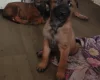 Belgian Shepherd Dog Malinois