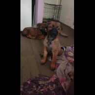 Belgian Shepherd Dog Malinois