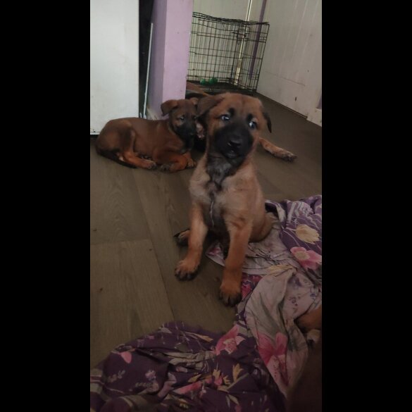 Belgian Shepherd Dog Malinois