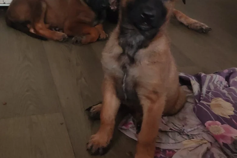 Belgian Shepherd Dog Malinois