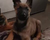 Belgian Shepherd Dog Malinois