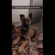 Belgian Shepherd Dog Malinois