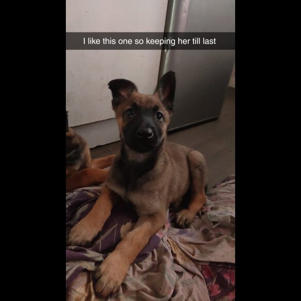 Belgian Shepherd Dog Malinois