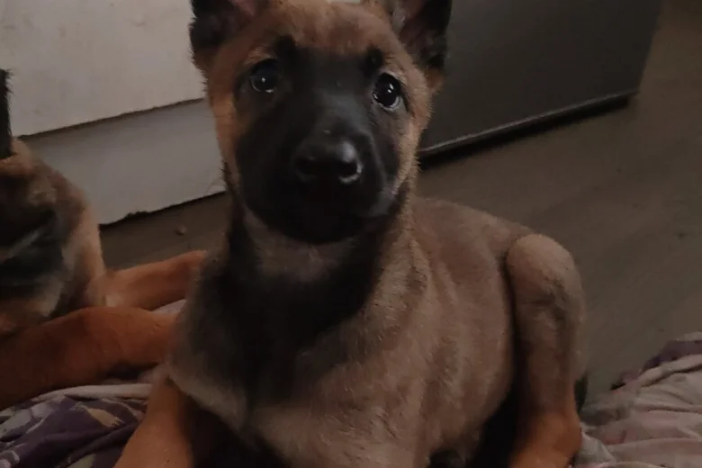 Belgian Shepherd Dog Malinois