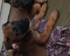 Belgian Shepherd Dog Malinois