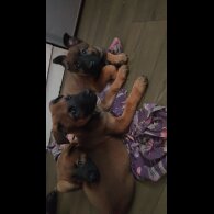 Belgian Shepherd Dog Malinois