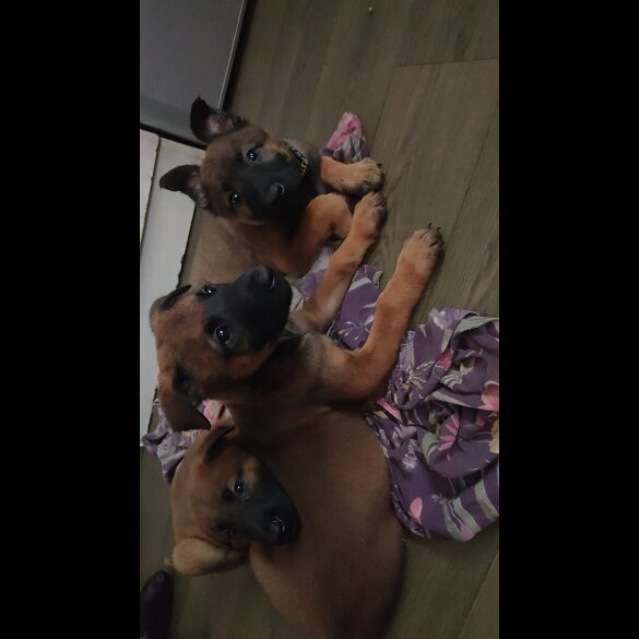 Belgian Shepherd Dog Malinois