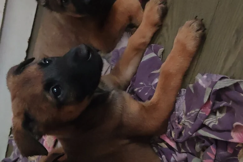 Belgian Shepherd Dog Malinois