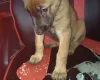 Belgian Shepherd Dog Malinois