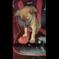 Belgian Shepherd Dog Malinois