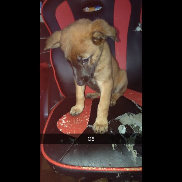 Belgian Shepherd Dog Malinois