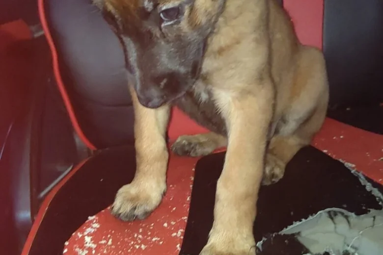 Belgian Shepherd Dog Malinois