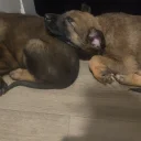 Belgian Shepherd Dog Malinois