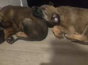 Belgian Shepherd Dog Malinois