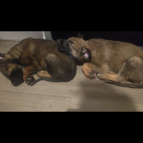 Belgian Shepherd Dog Malinois