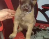 Belgian Shepherd Dog Malinois