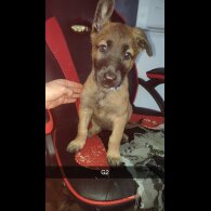 Belgian Shepherd Dog Malinois