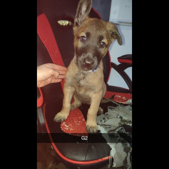 Belgian Shepherd Dog Malinois