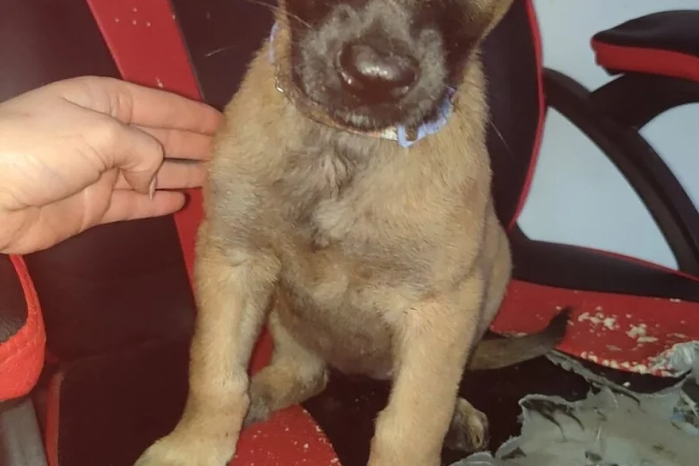 Belgian Shepherd Dog Malinois