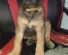 Belgian Shepherd Dog Malinois