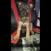 Belgian Shepherd Dog Malinois