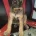 Belgian Shepherd Dog Malinois