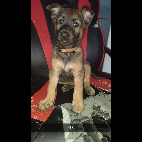 Belgian Shepherd Dog Malinois