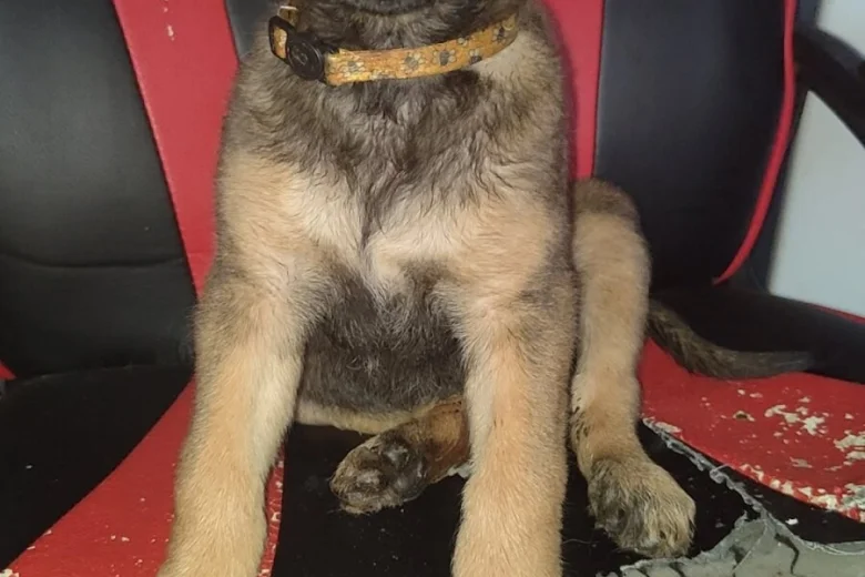 Belgian Shepherd Dog Malinois
