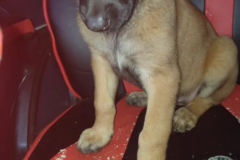 Belgian Shepherd Dog Malinois