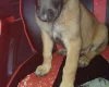Belgian Shepherd Dog Malinois