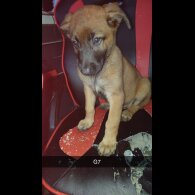 Belgian Shepherd Dog Malinois