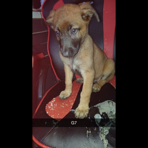 Belgian Shepherd Dog Malinois