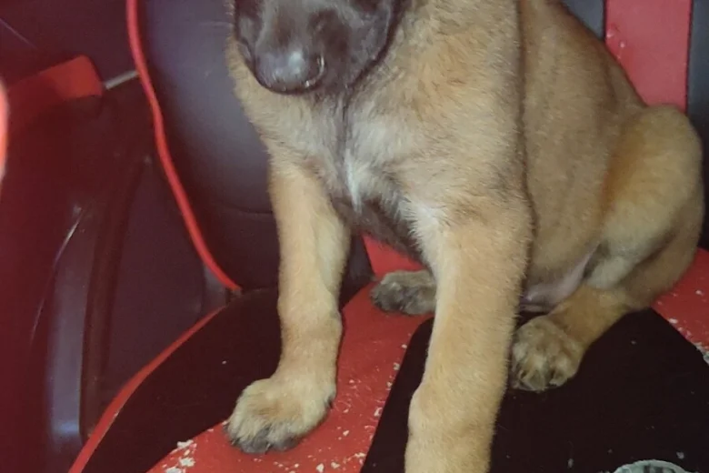 Belgian Shepherd Dog Malinois