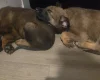 Belgian Shepherd Dog Malinois