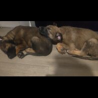 Belgian Shepherd Dog Malinois