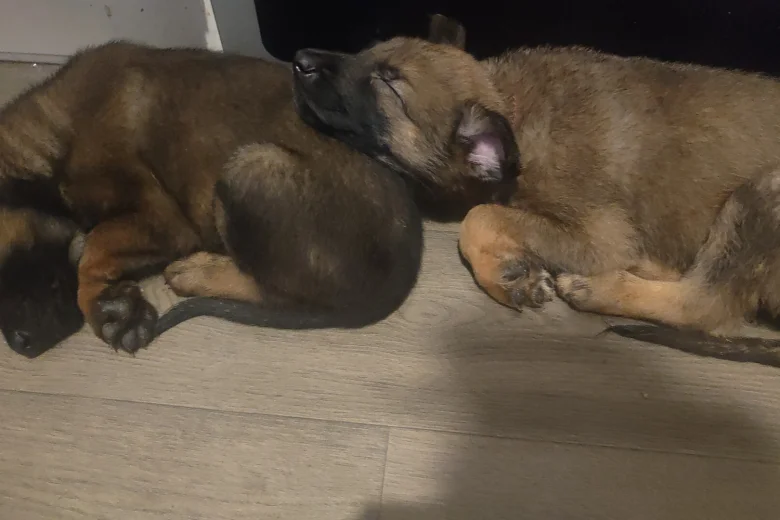 Belgian Shepherd Dog Malinois