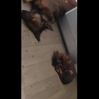 Belgian Shepherd Dog Malinois