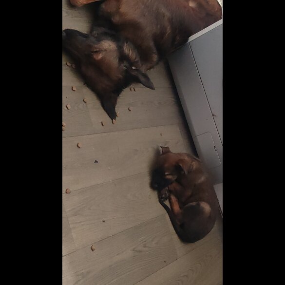 Belgian Shepherd Dog Malinois