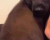 Belgian Shepherd Dog Malinois