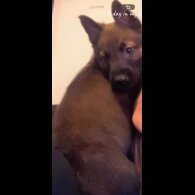 Belgian Shepherd Dog Malinois