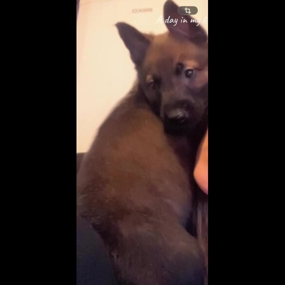 Belgian Shepherd Dog Malinois