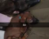 Belgian Shepherd Dog Malinois