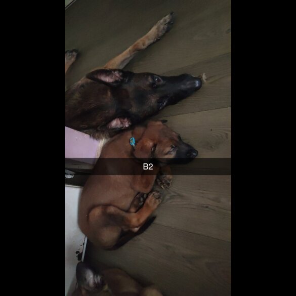 Belgian Shepherd Dog Malinois