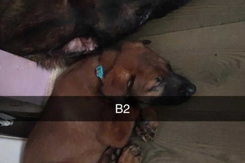 Belgian Shepherd Dog Malinois