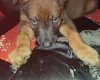 Belgian Shepherd Dog Malinois