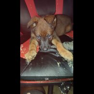 Belgian Shepherd Dog Malinois