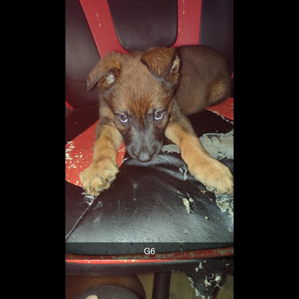 Belgian Shepherd Dog Malinois