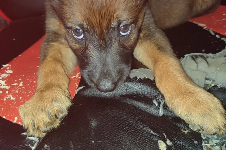 Belgian Shepherd Dog Malinois