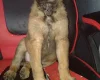 Belgian Shepherd Dog Malinois