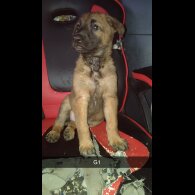 Belgian Shepherd Dog Malinois